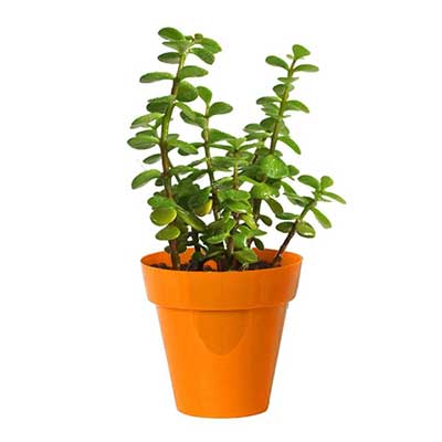 "Jade Plant - Click here to View more details about this Product